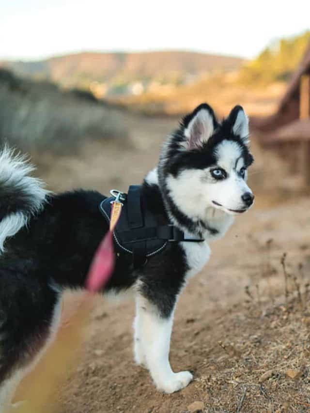 Pomsky Growth Chart 5 Things To Keep In Mind PupVine