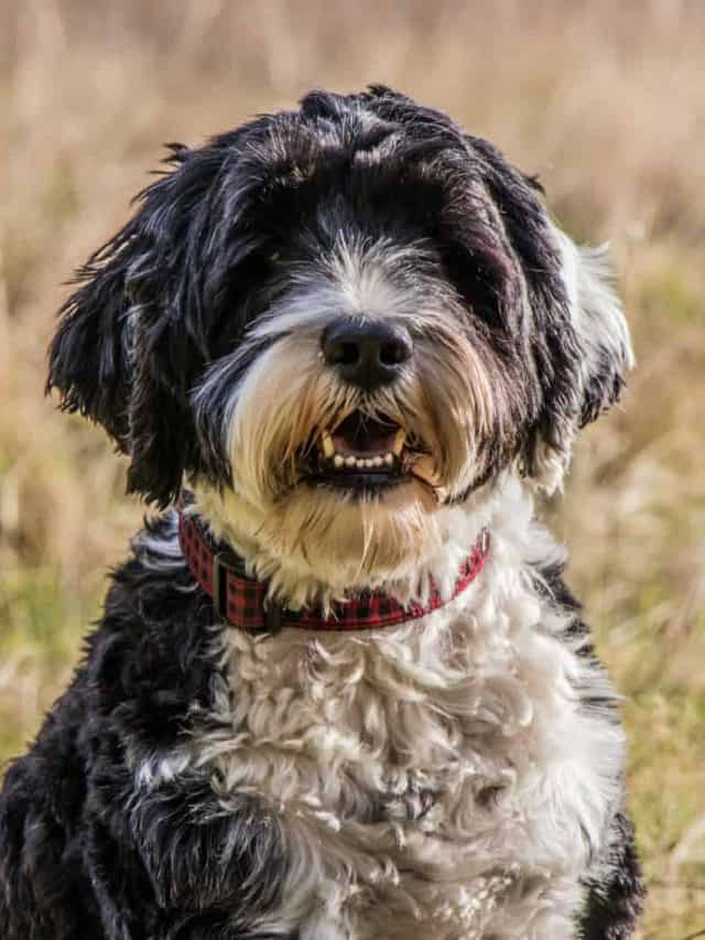 5 Things That Shape The Portuguese Water Dog Cost PupVine