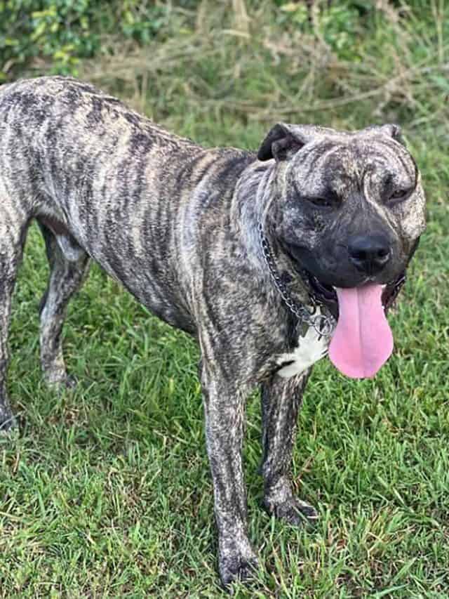 5 Reasons Why Presa Canario Pitbull Mix Is The Best PupVine