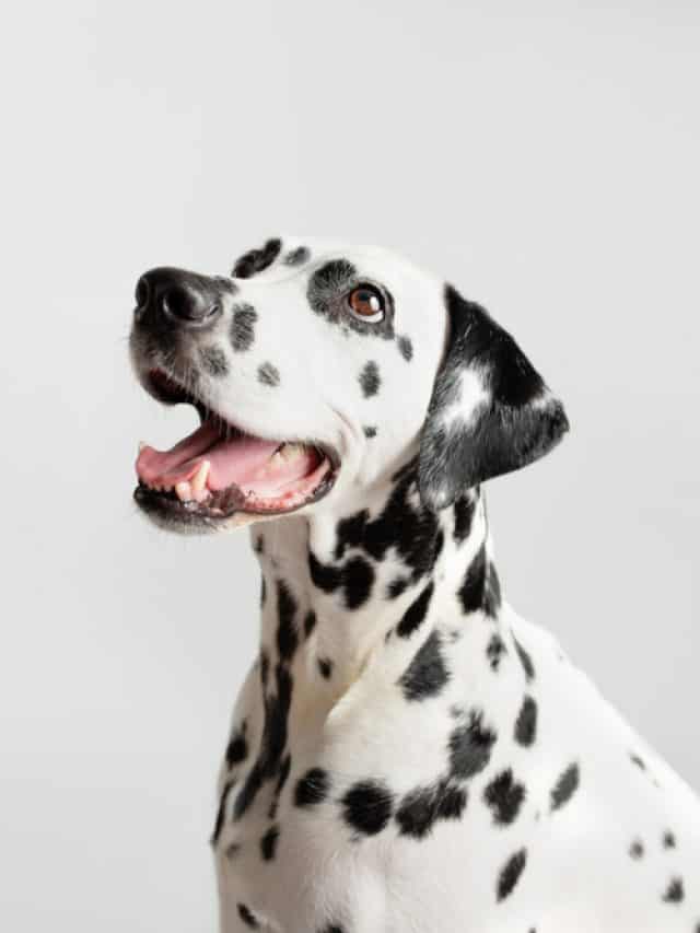 Decoding Your Dogs Nose Understanding White Spots - bc3zfkq