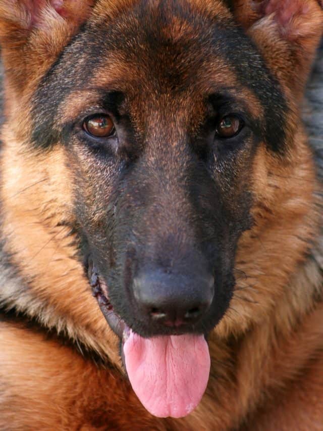 Different Eye Colors In German Shepherds That Will Blow You Away PupVine