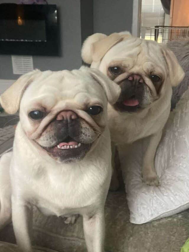 two cute white pugs sitting on the couch
