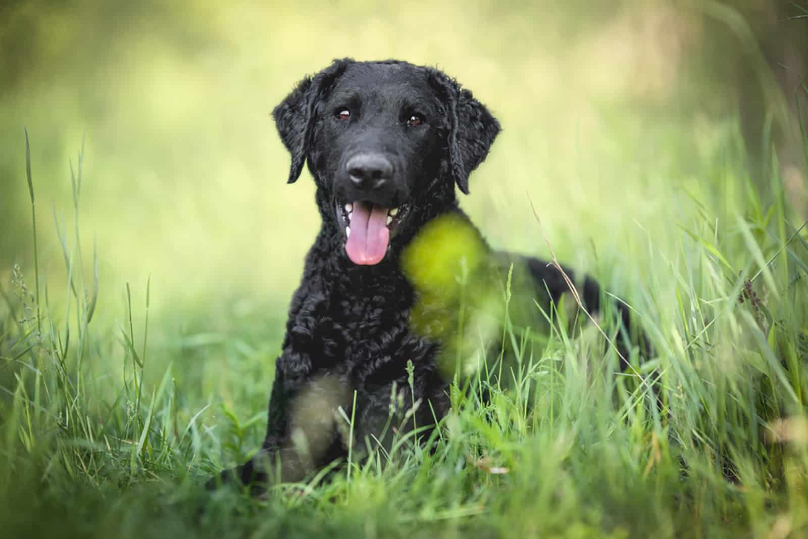 curly-coated retriever sitting in the grass