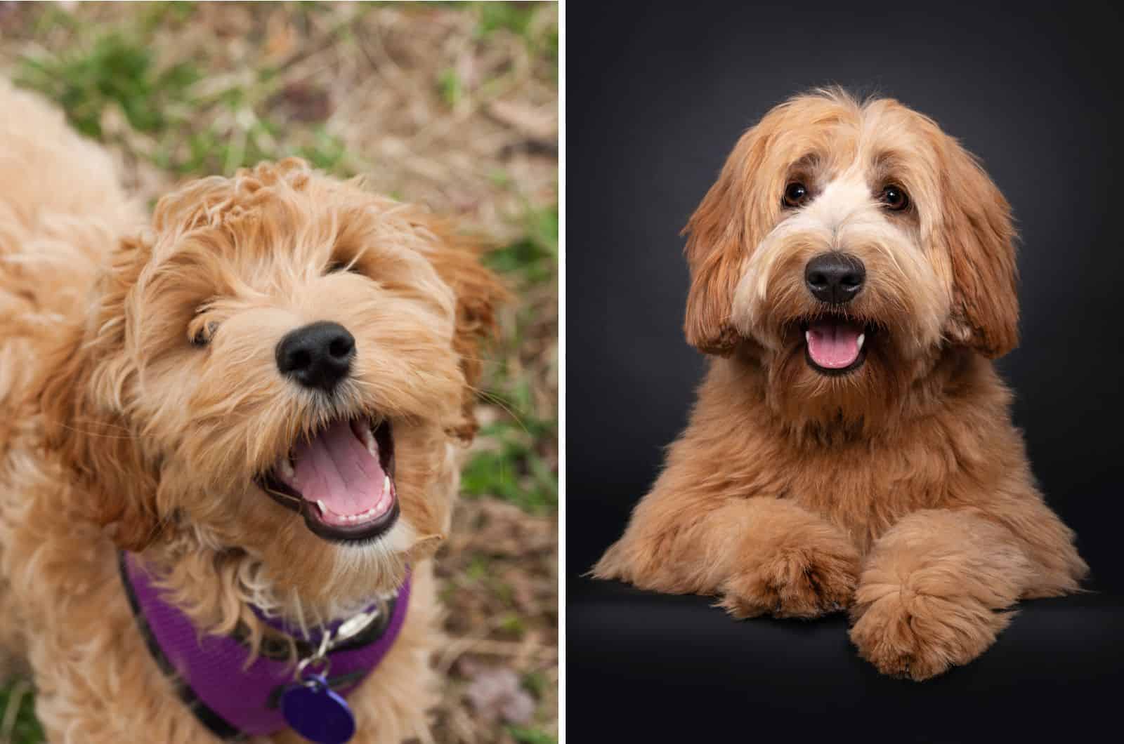 cute Cobberdog and Labradoodle