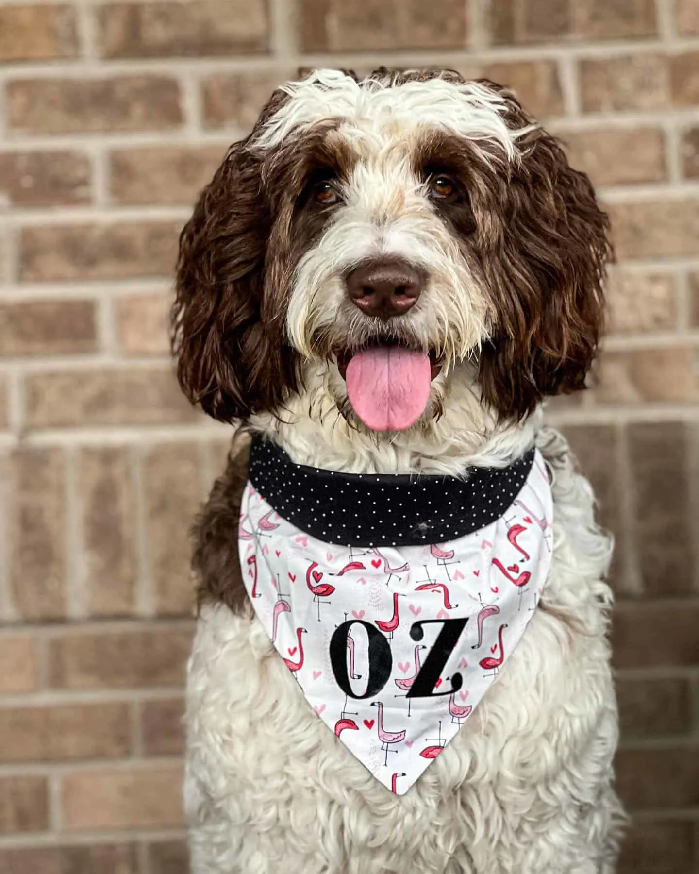 cute Newfypoo dog sitting