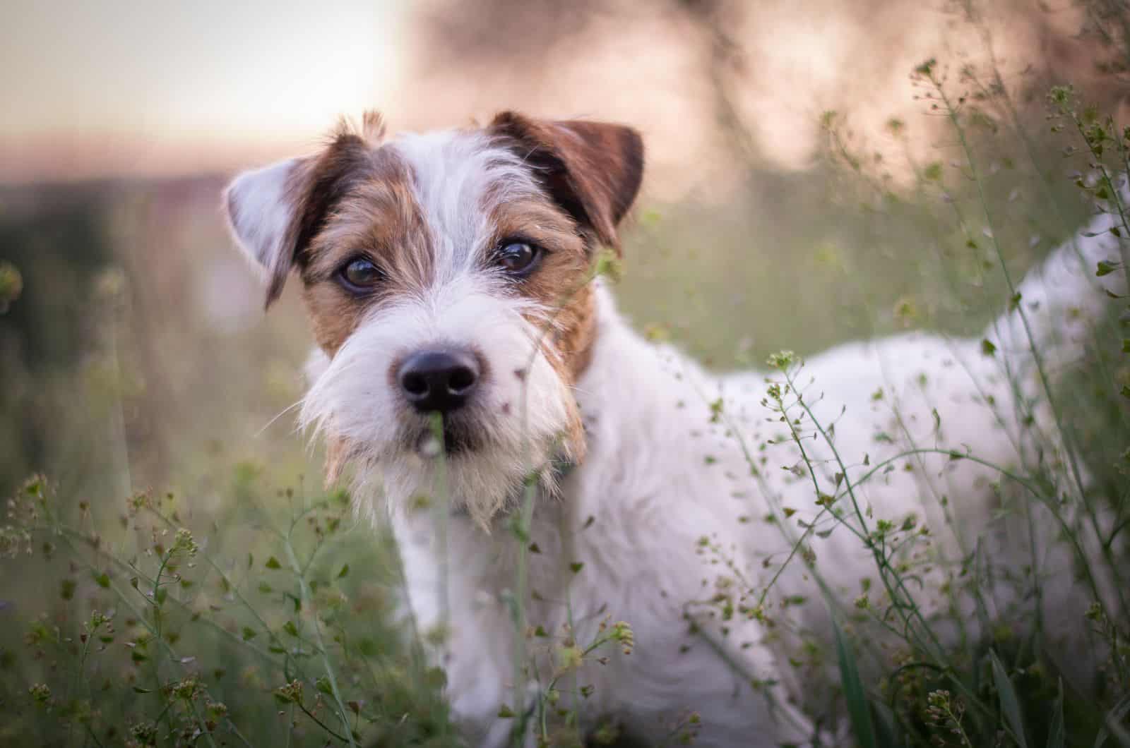 cute Parson Russell Terrier