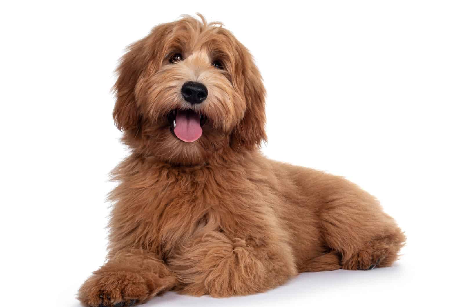 cute Straight Hair Labradoodle posing for photo