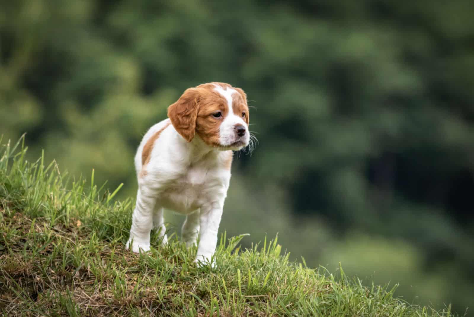 cute and curious brown and white brittany spaniel baby dog