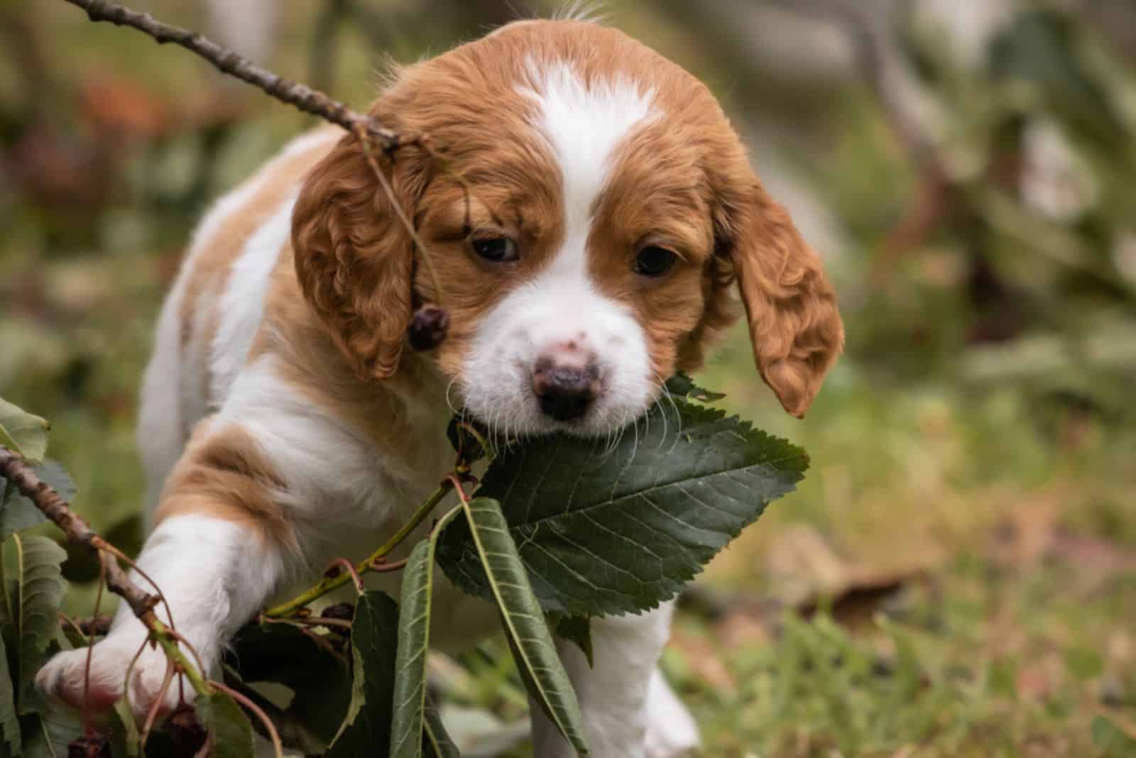 cute baby brittany spaniel dog with branch and leaves in his mouth