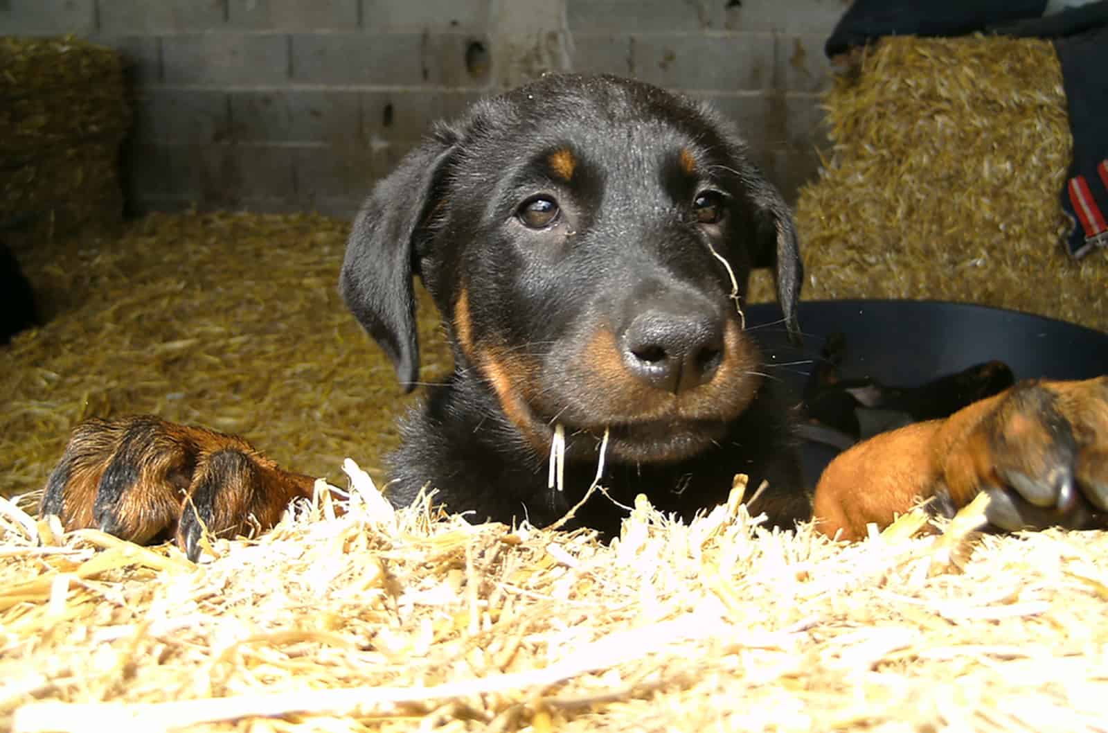 cute beauceron puppy lying on the straw