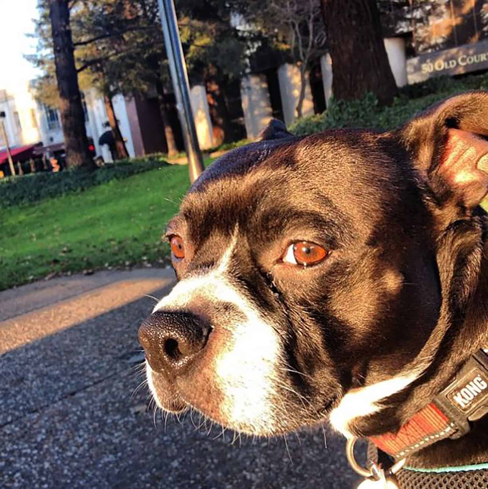 cute boston terrier pitbull dog on the street