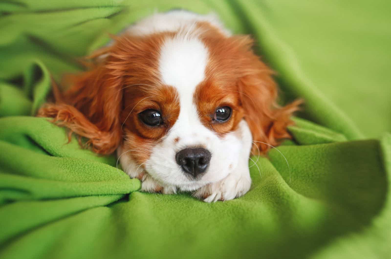 cute cavalier king charles spaniel puppy lying on the green blanket