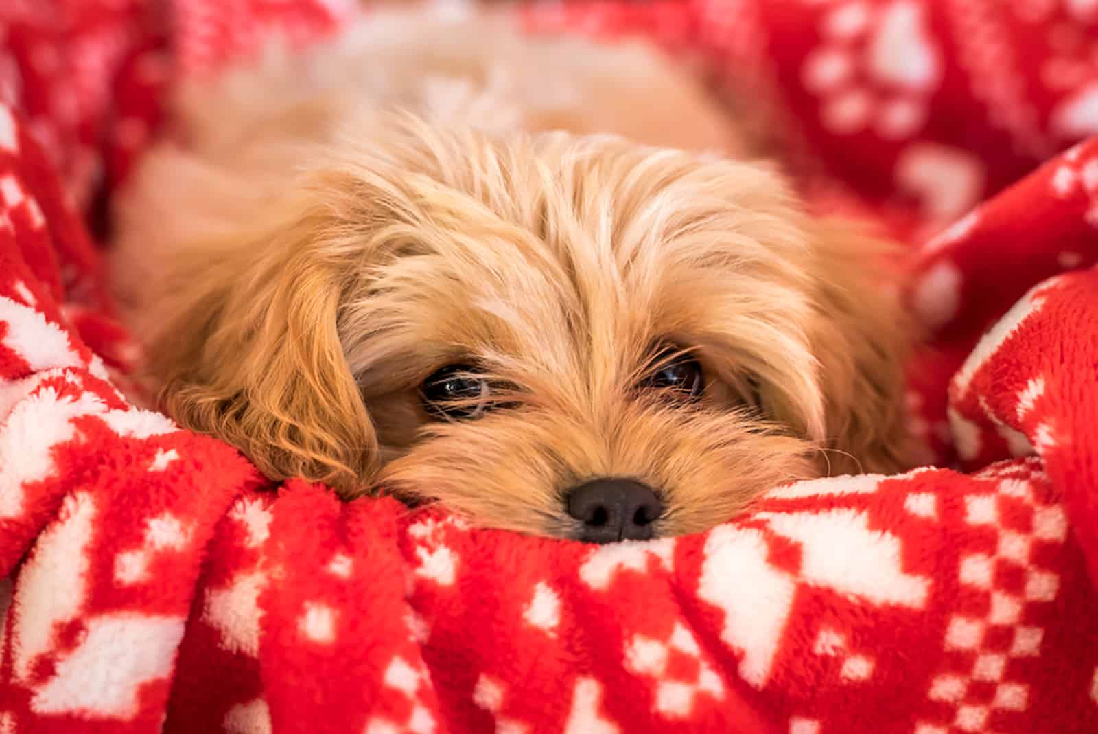 cute cavapoochon puppy lying on a red blanket