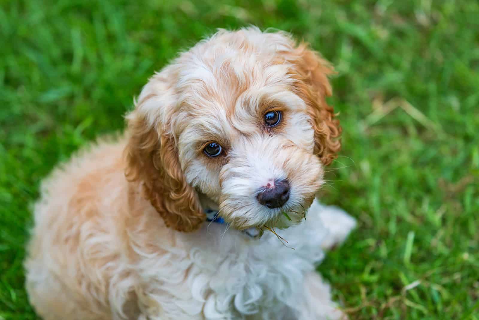 cute cockapoo puppy sitting in the grass