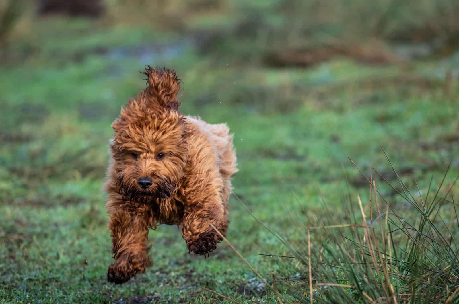 cute cockapoo running