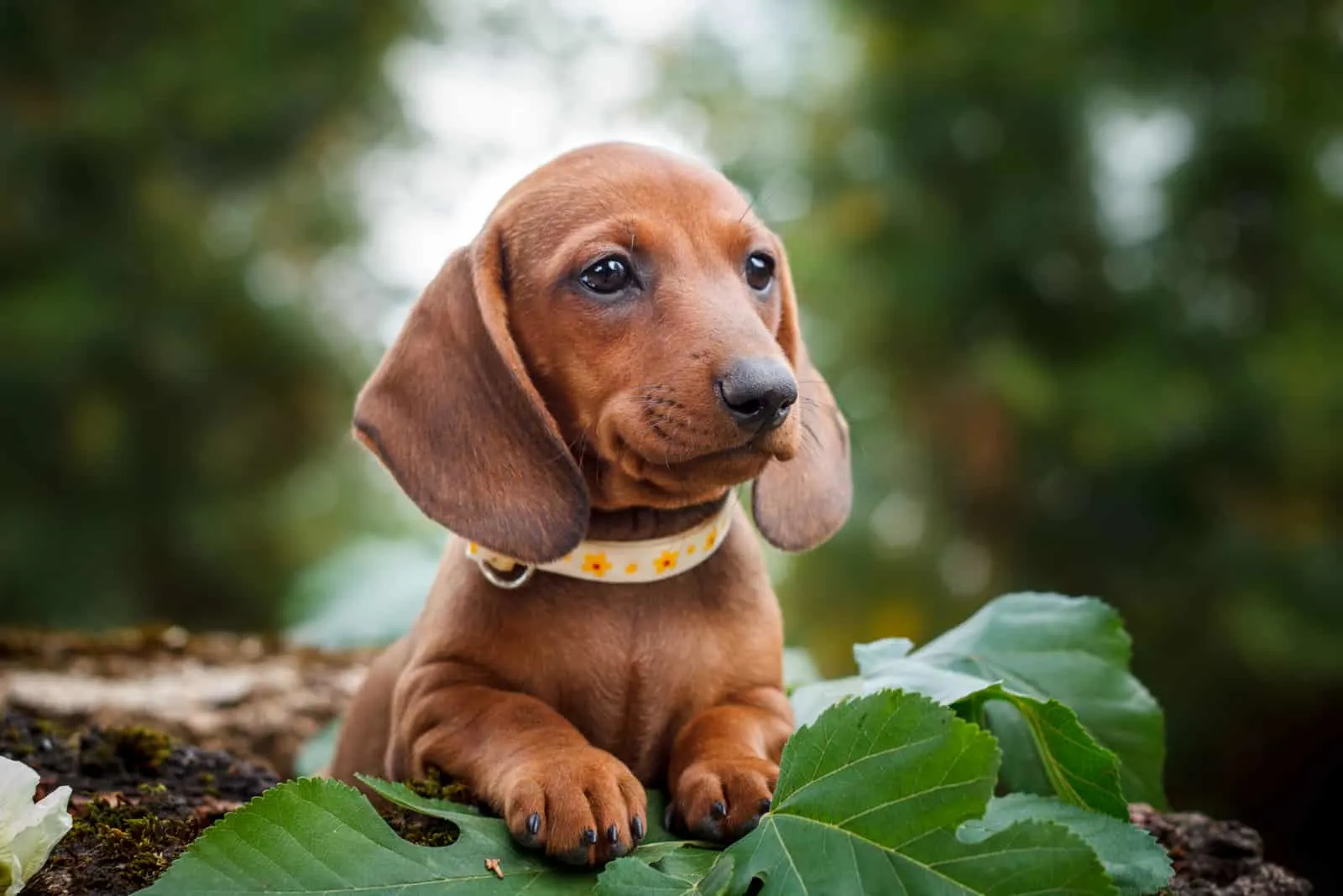 cute dachshund dog lying on the leaves in nature