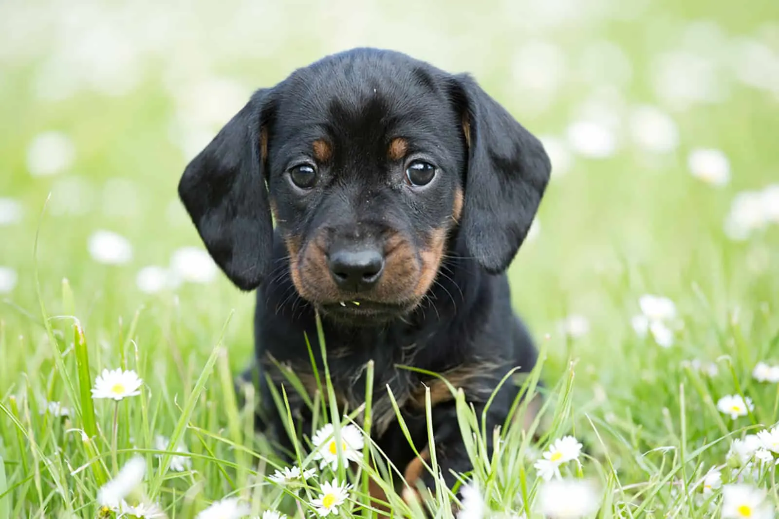 cute dachshund puppy in the garden