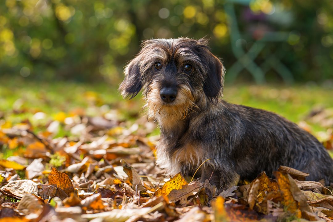10 Reputable Wire Haired Dachshund Breeders In The U.S.
