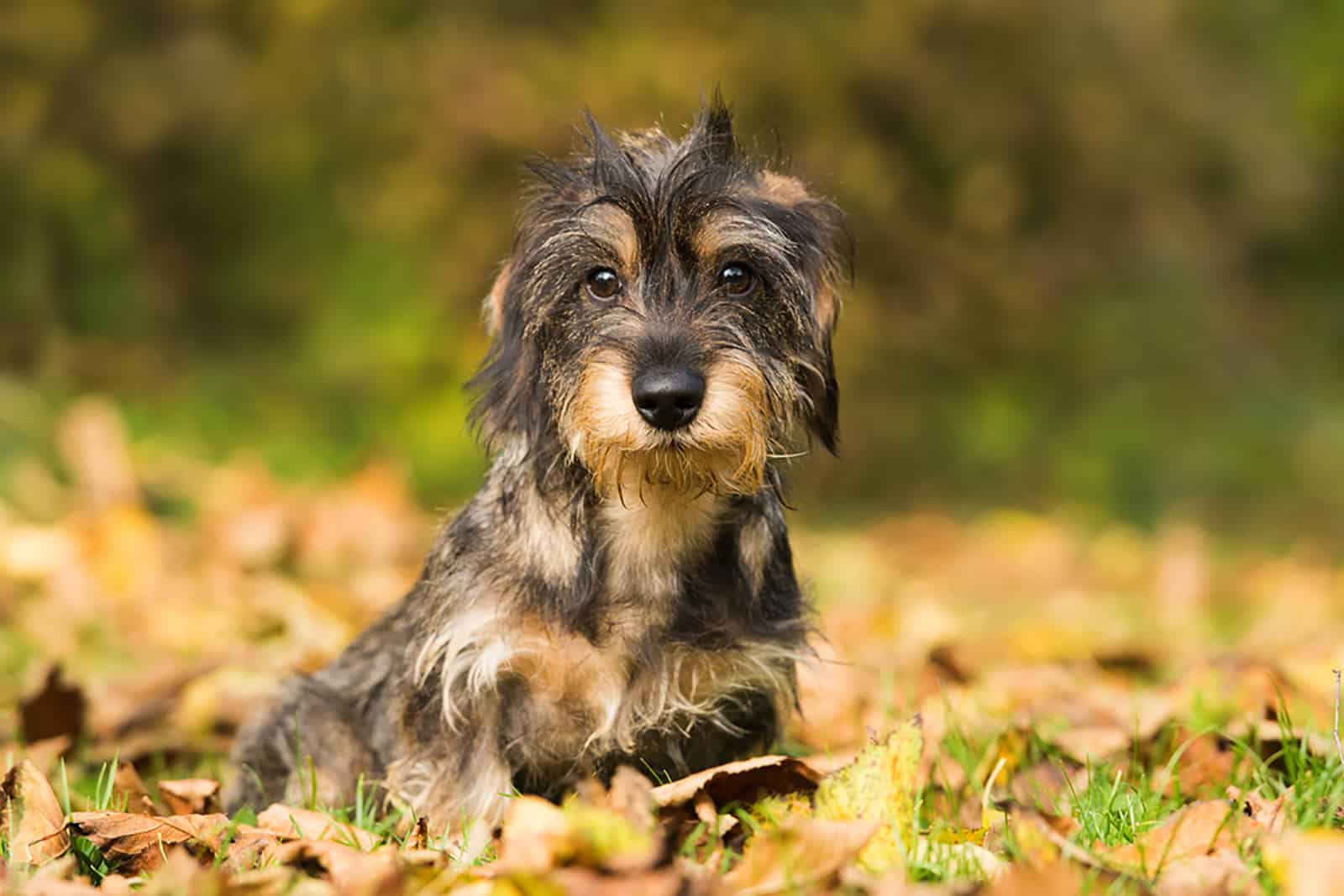 cute dachshund puppy outside in the park