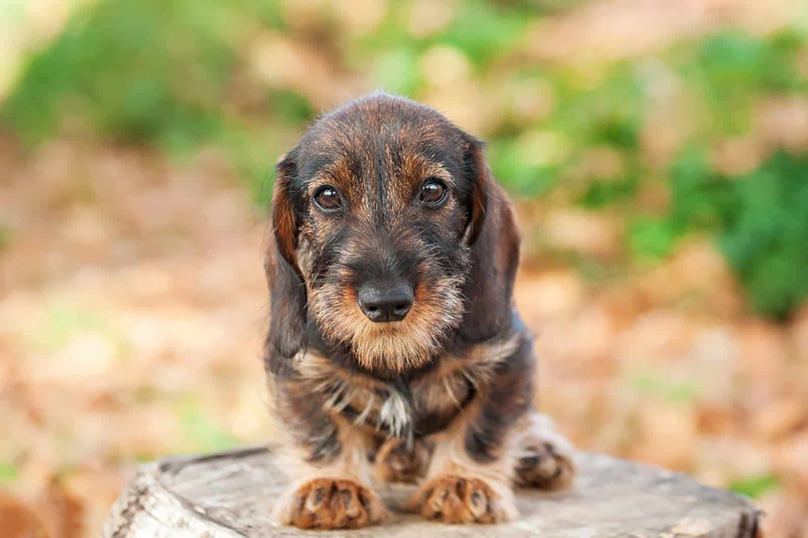 cute dachshund puppy sitting on a tree stump
