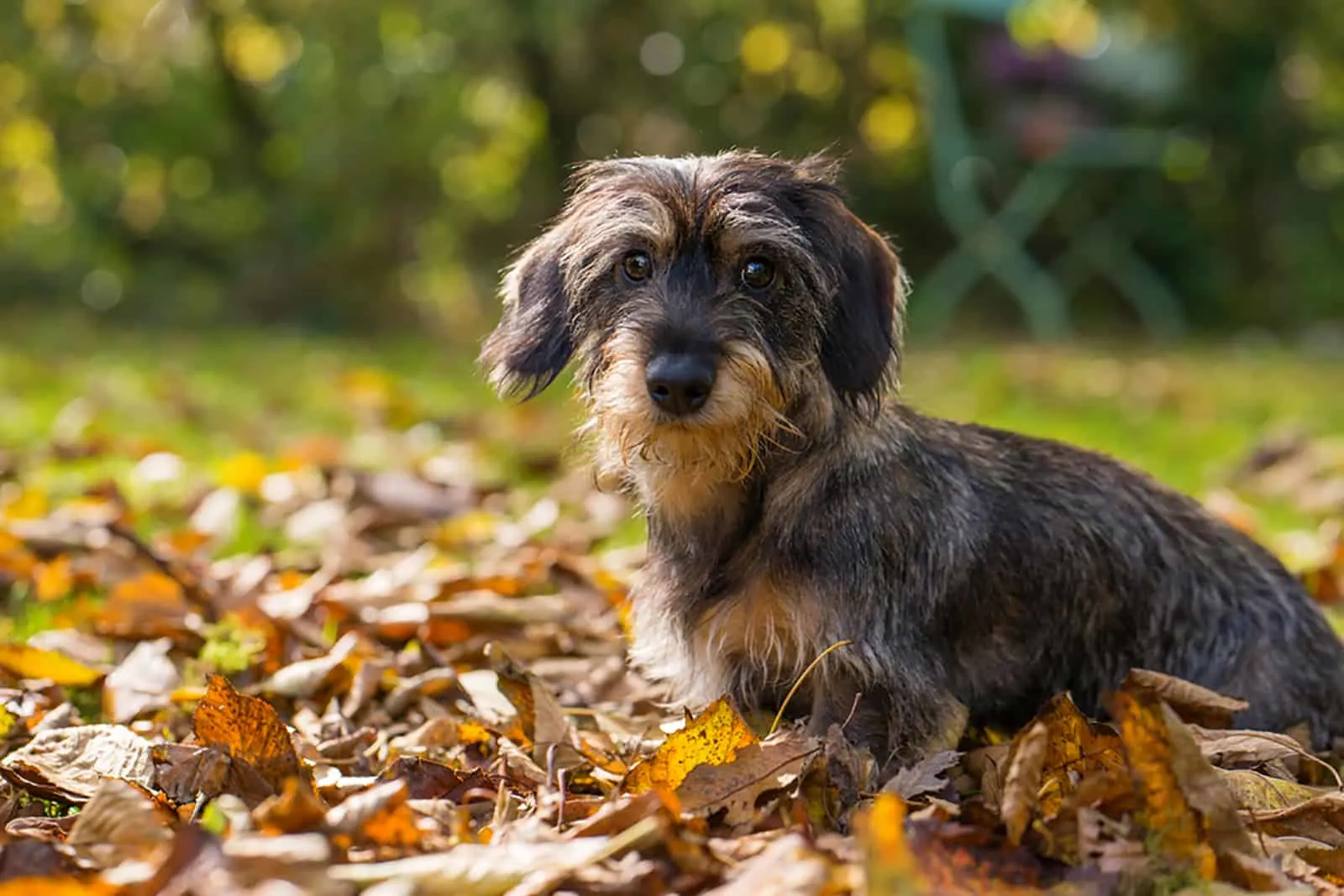 cute dachshund puppy sitting in autumn leaves