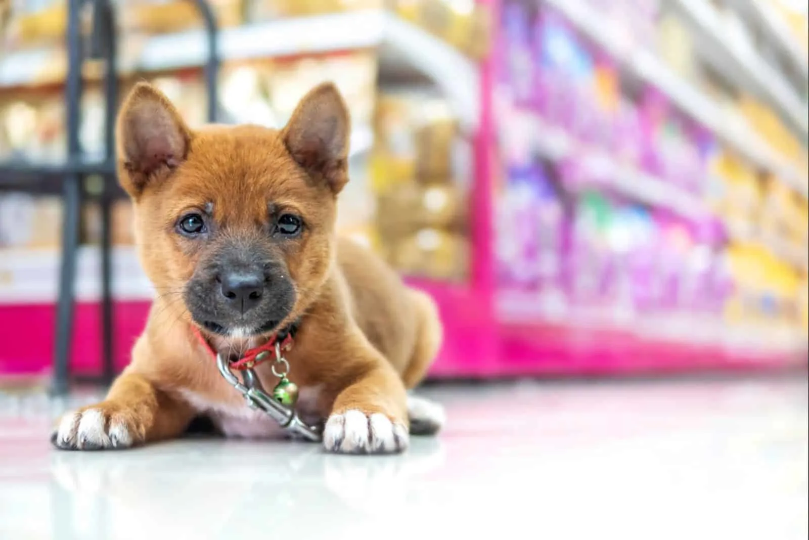 cute dog in a store