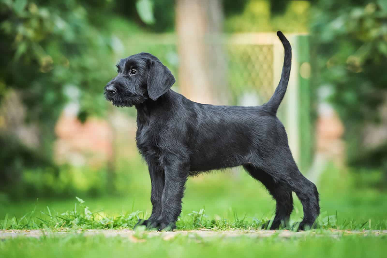 cute giant schnauzer puppy standing in the yard