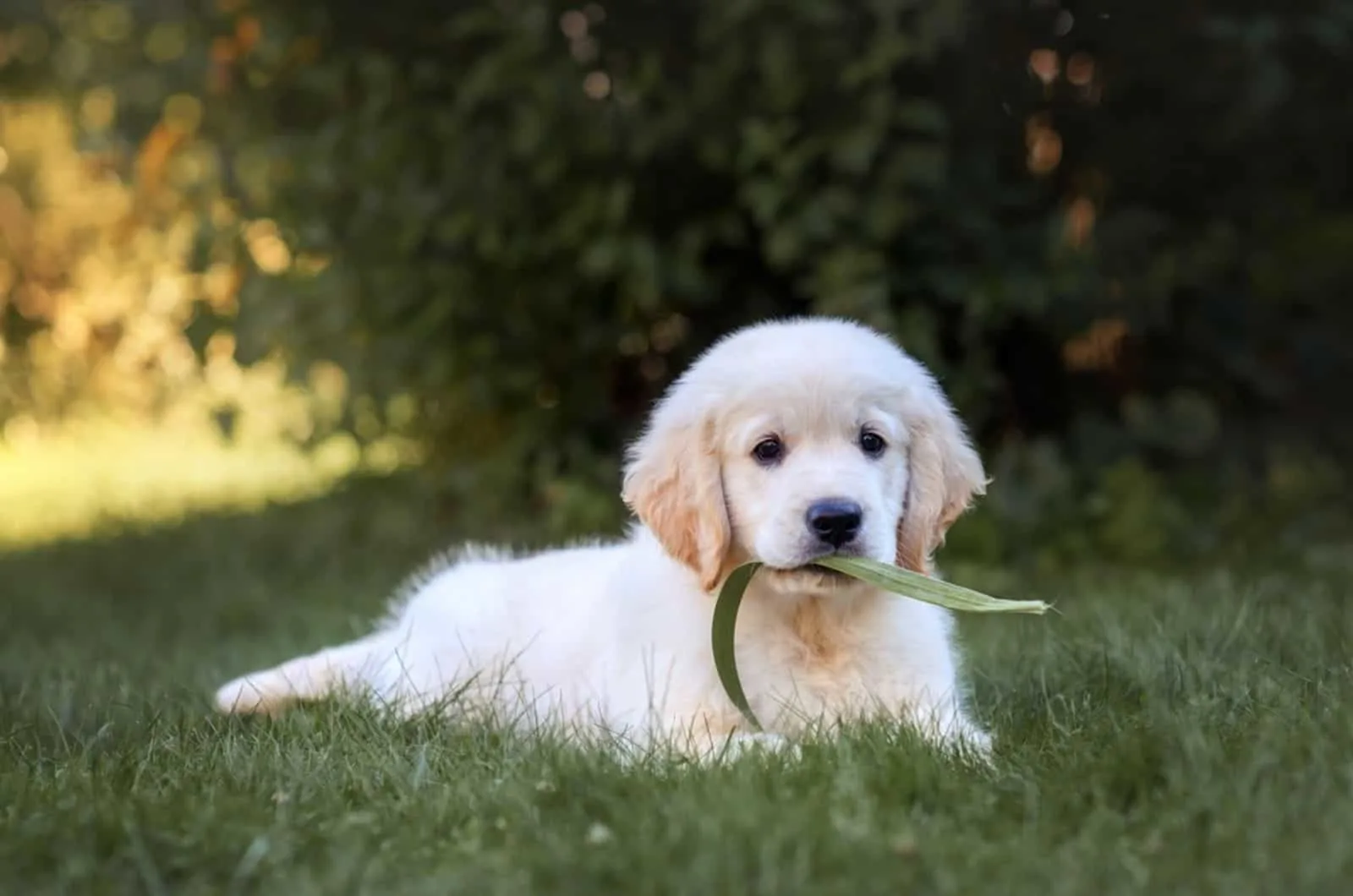 cute golden retriever puppy lying on the lawn