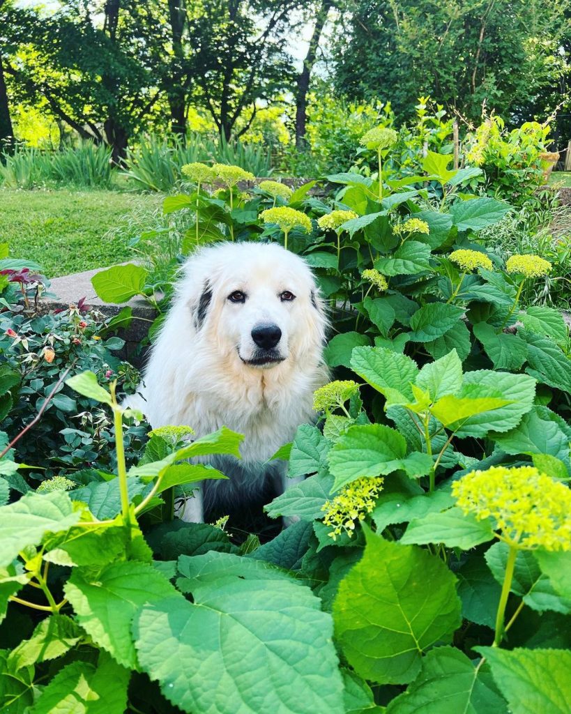 cute great pyrenees newfoundland mix sitting among garden flowers