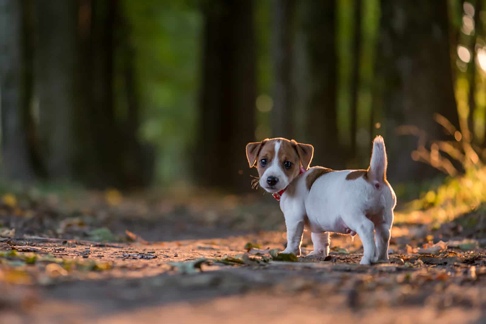 cute jack russell terrier puppy in the forest