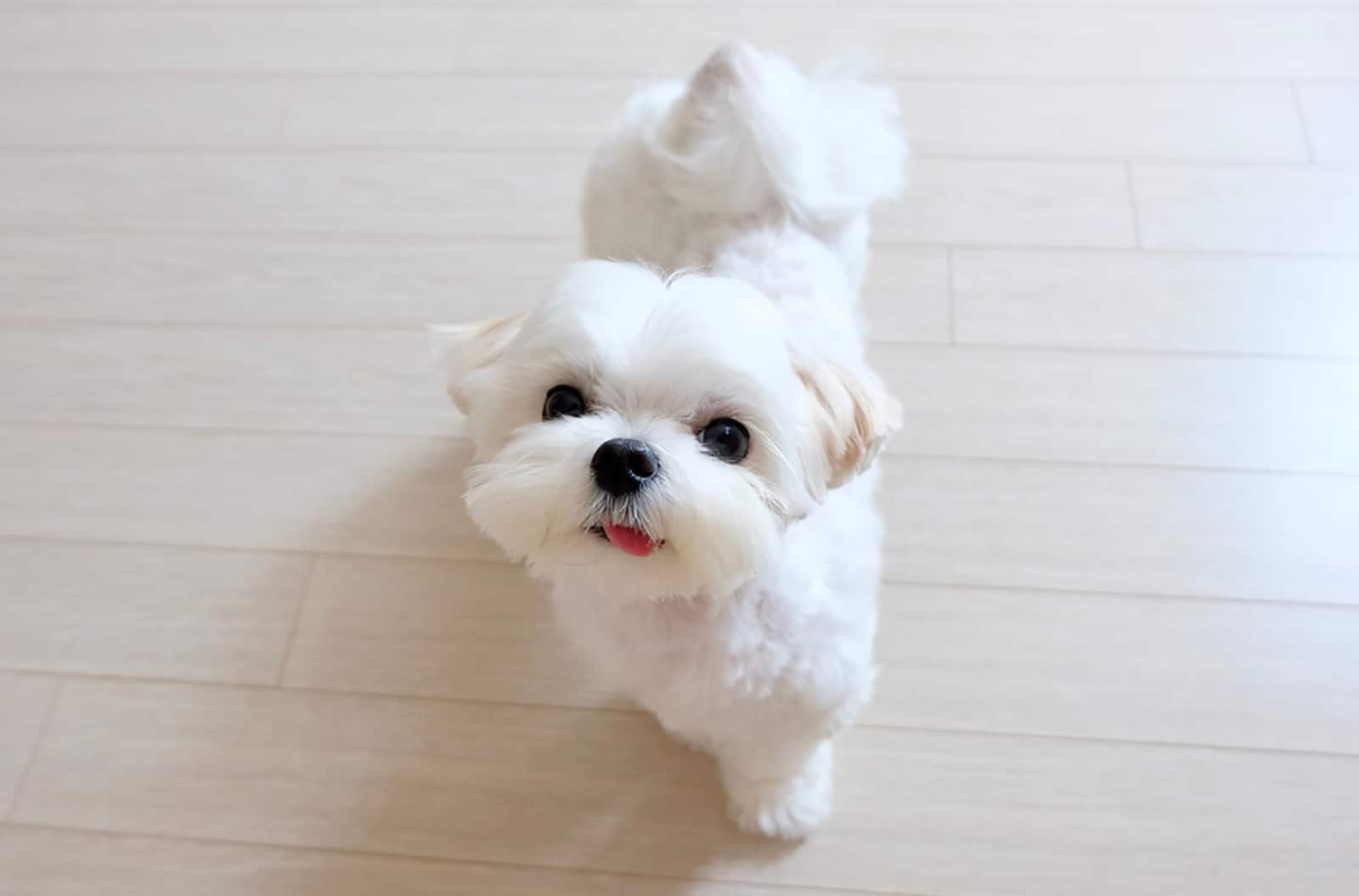cute maltese dog standing on the floor