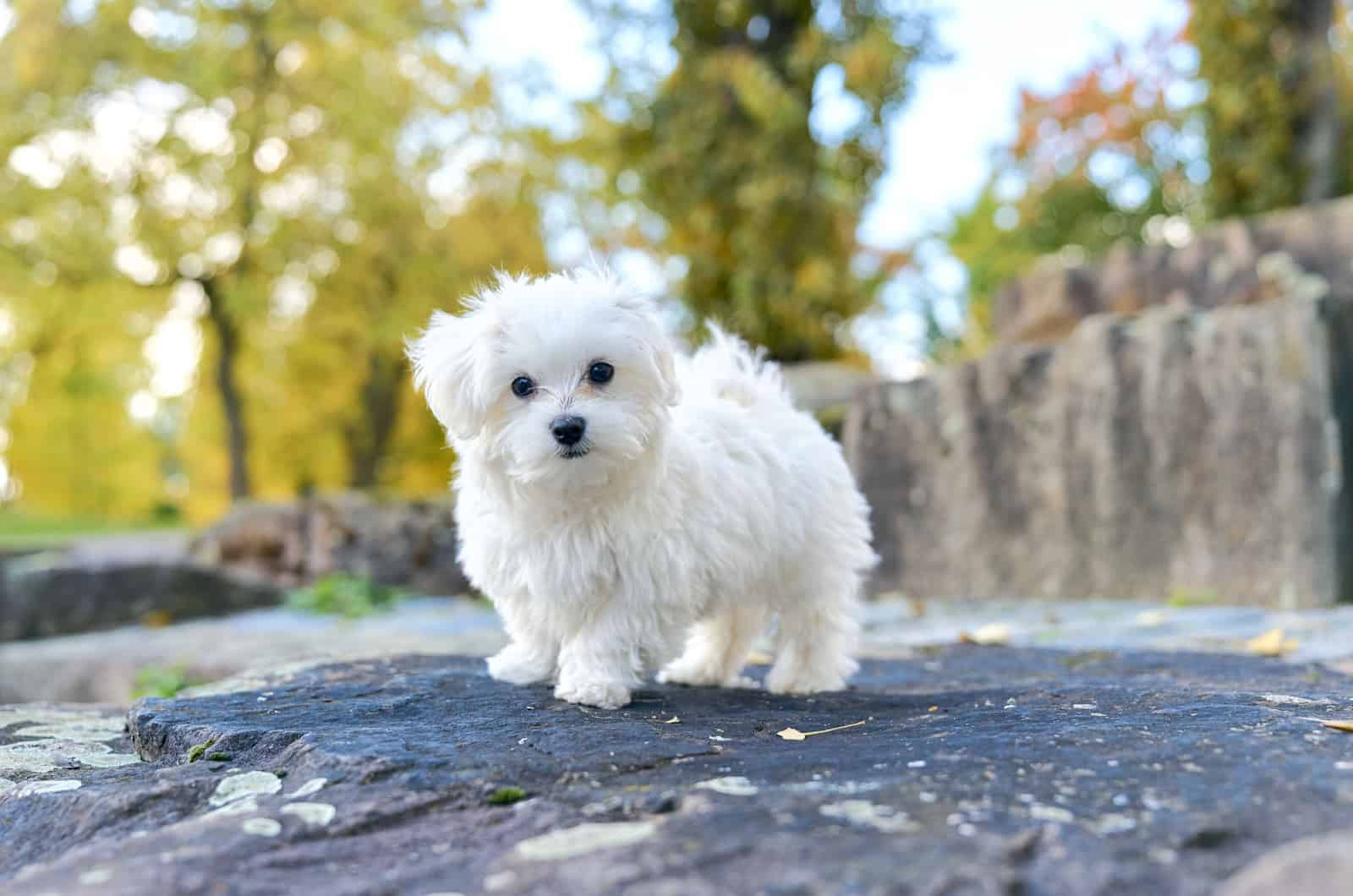 cute maltese dog