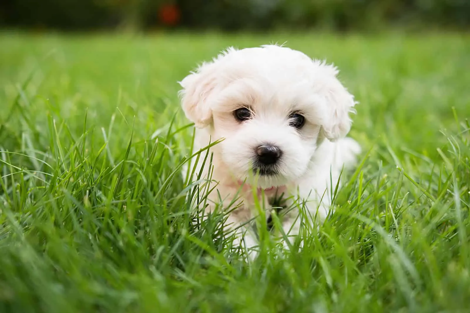 cute maltese puppy sitting in the grass