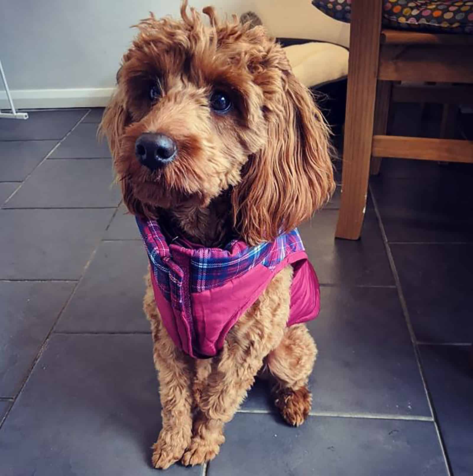 cute mini irish doodle sitting indoors