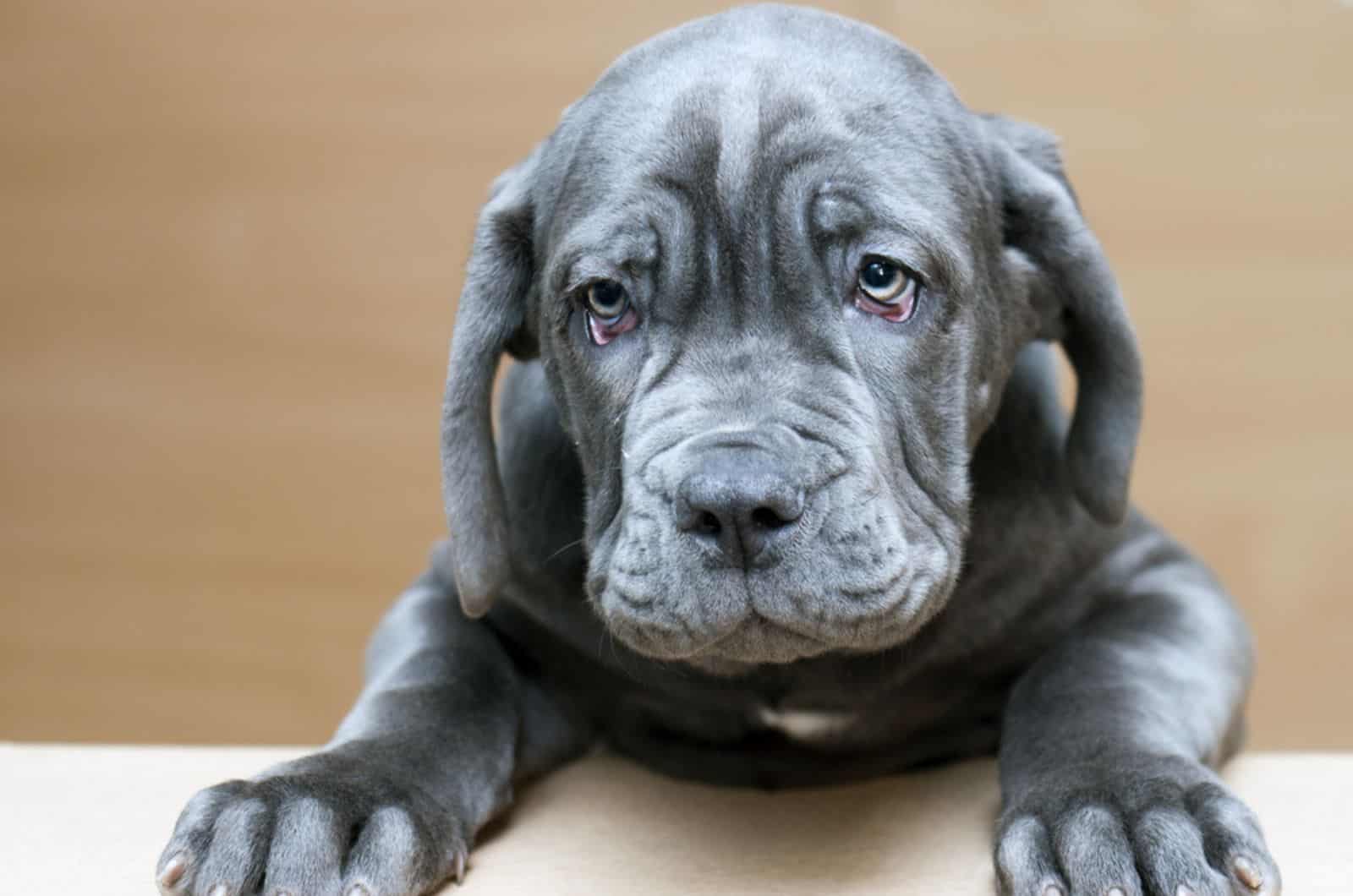 cute neapolitan mastiff puppy posing