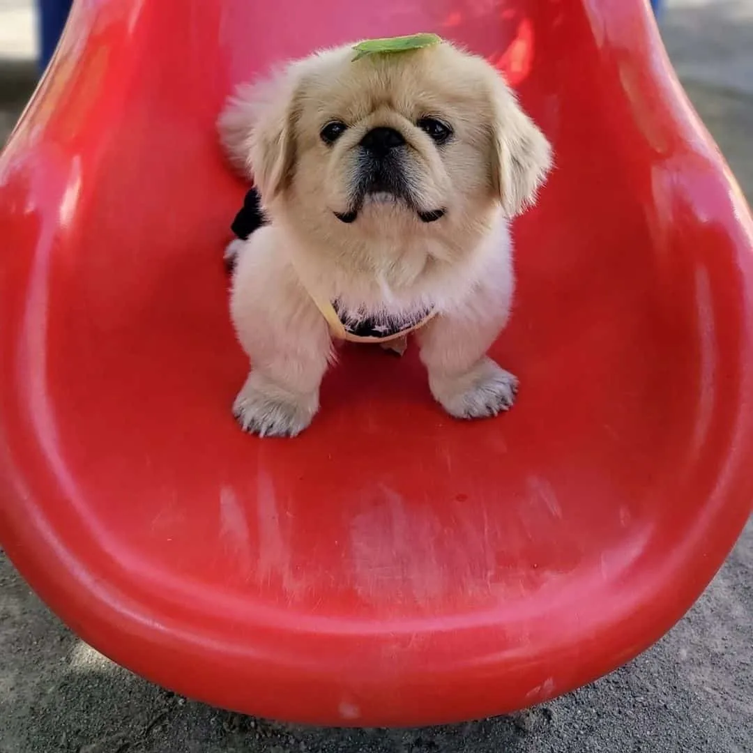 cute pekingese shih tzu dog in the park