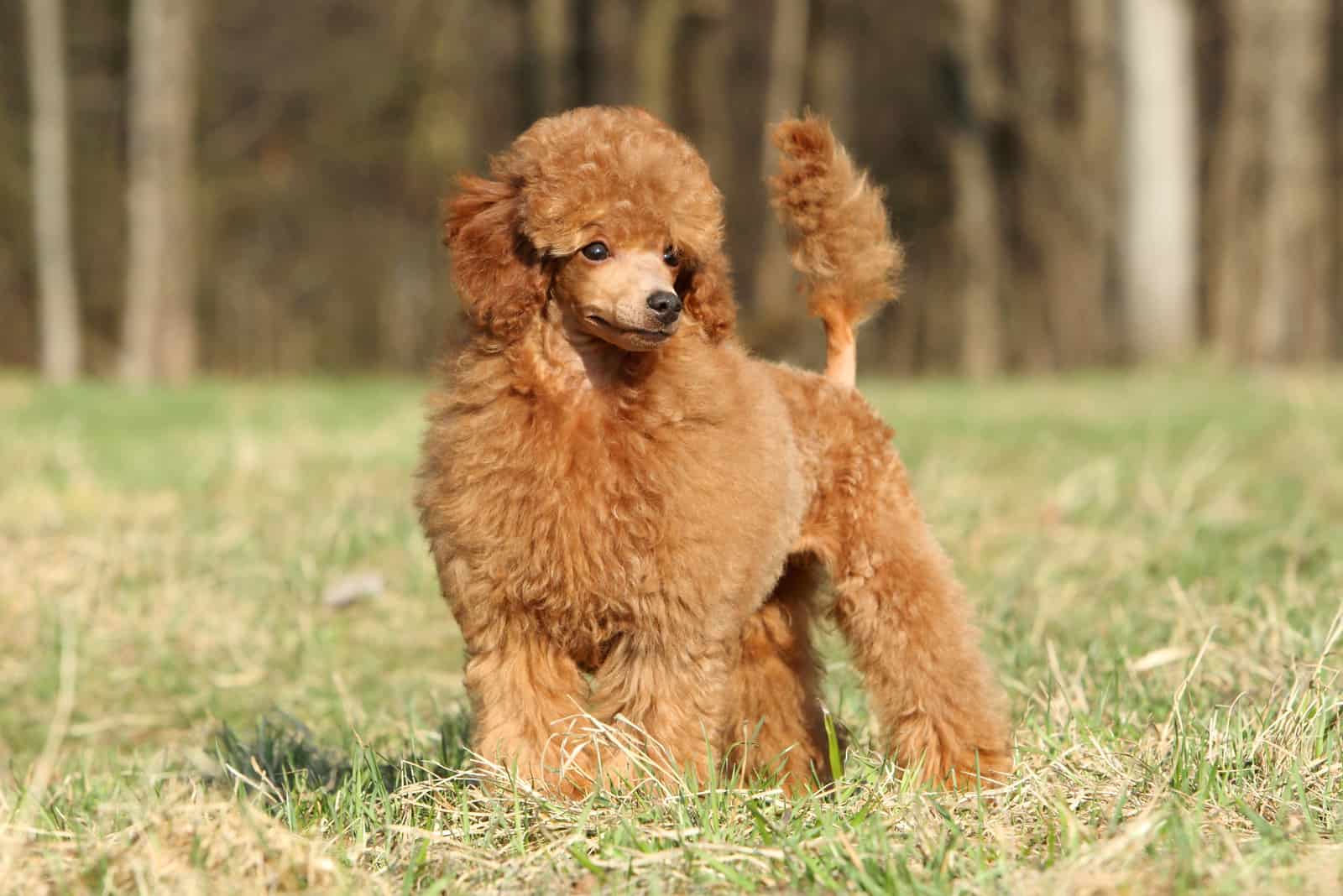 cute poodle standing outside