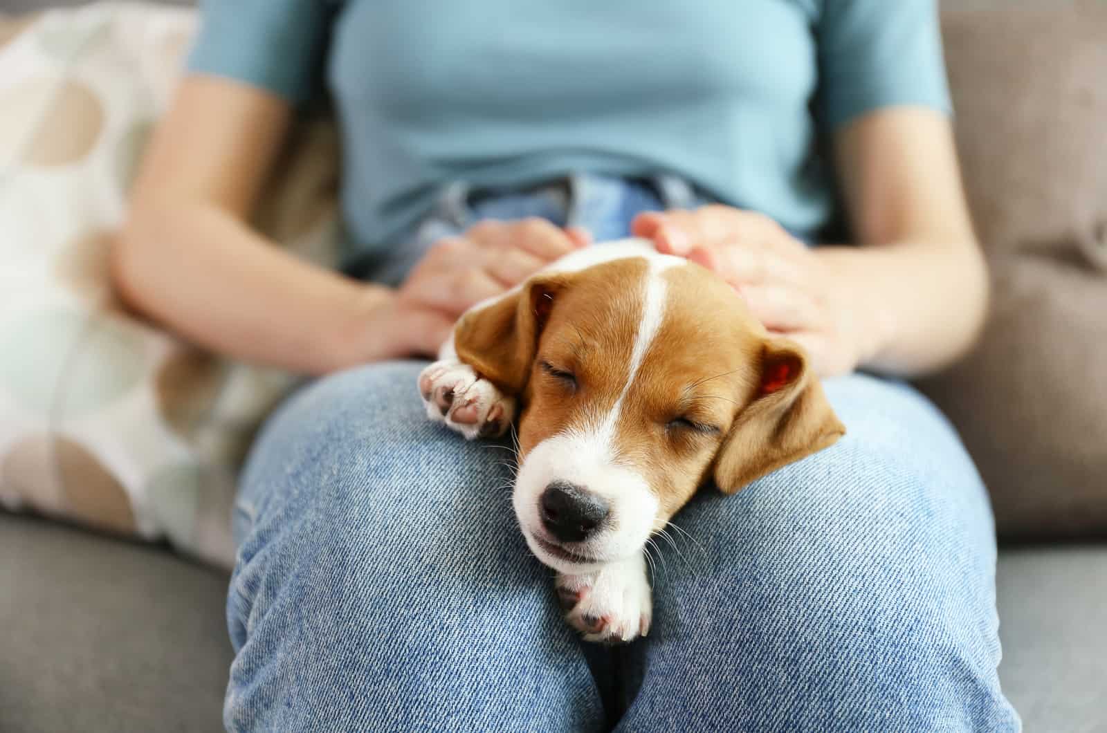 cute puppy napping on owner's lap