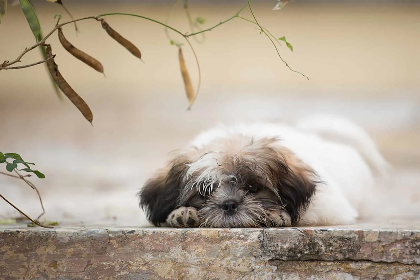cute shih tzu puppy lying on the ground in the garden