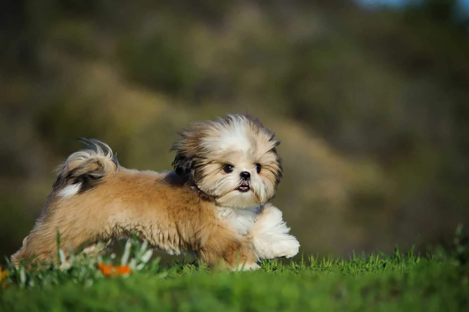 cute shih tzu puppy running through field