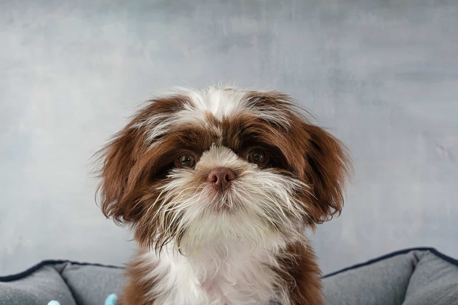 cute shih tzu puppy sitting in his bed indoors