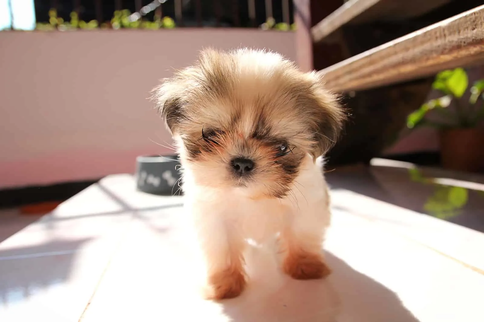 cute shih tzu puppy outdoors