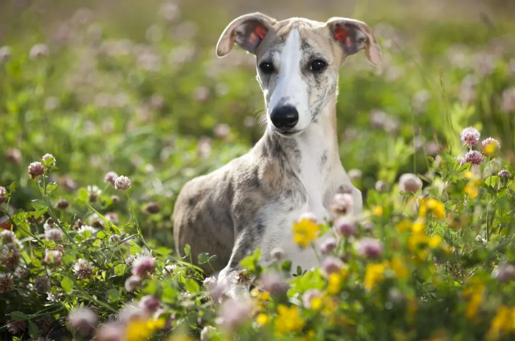cute whippet puppy