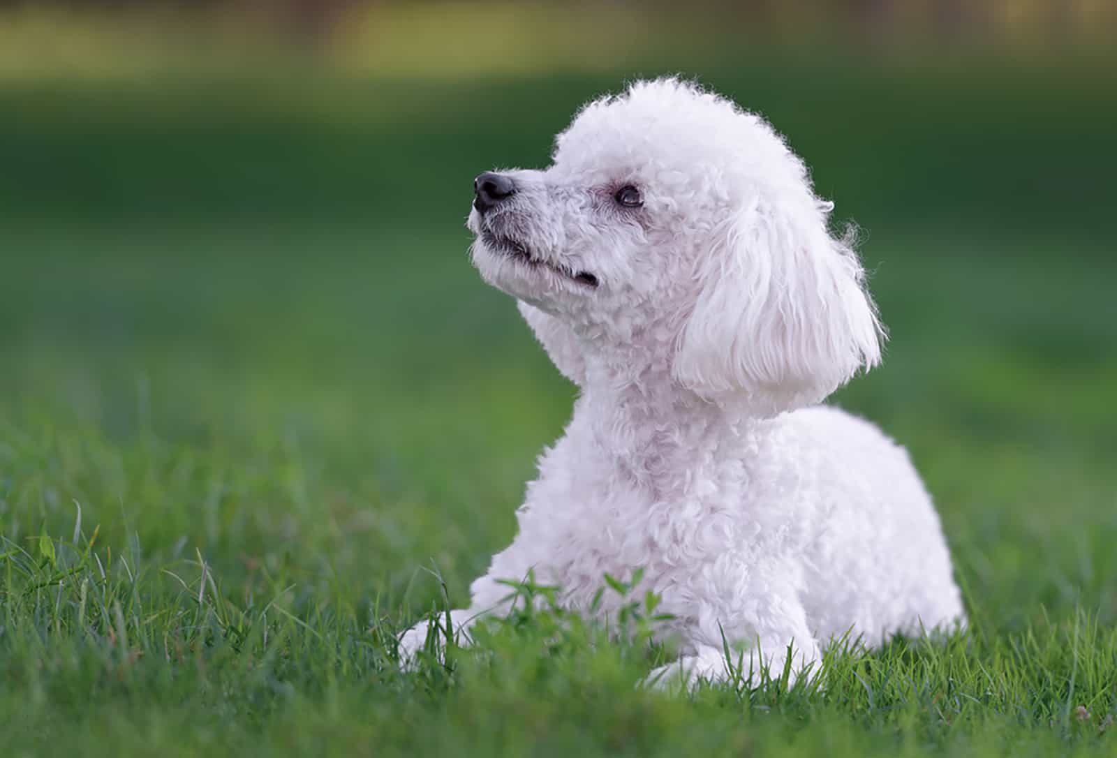cute white poodle puppy lying in the grass