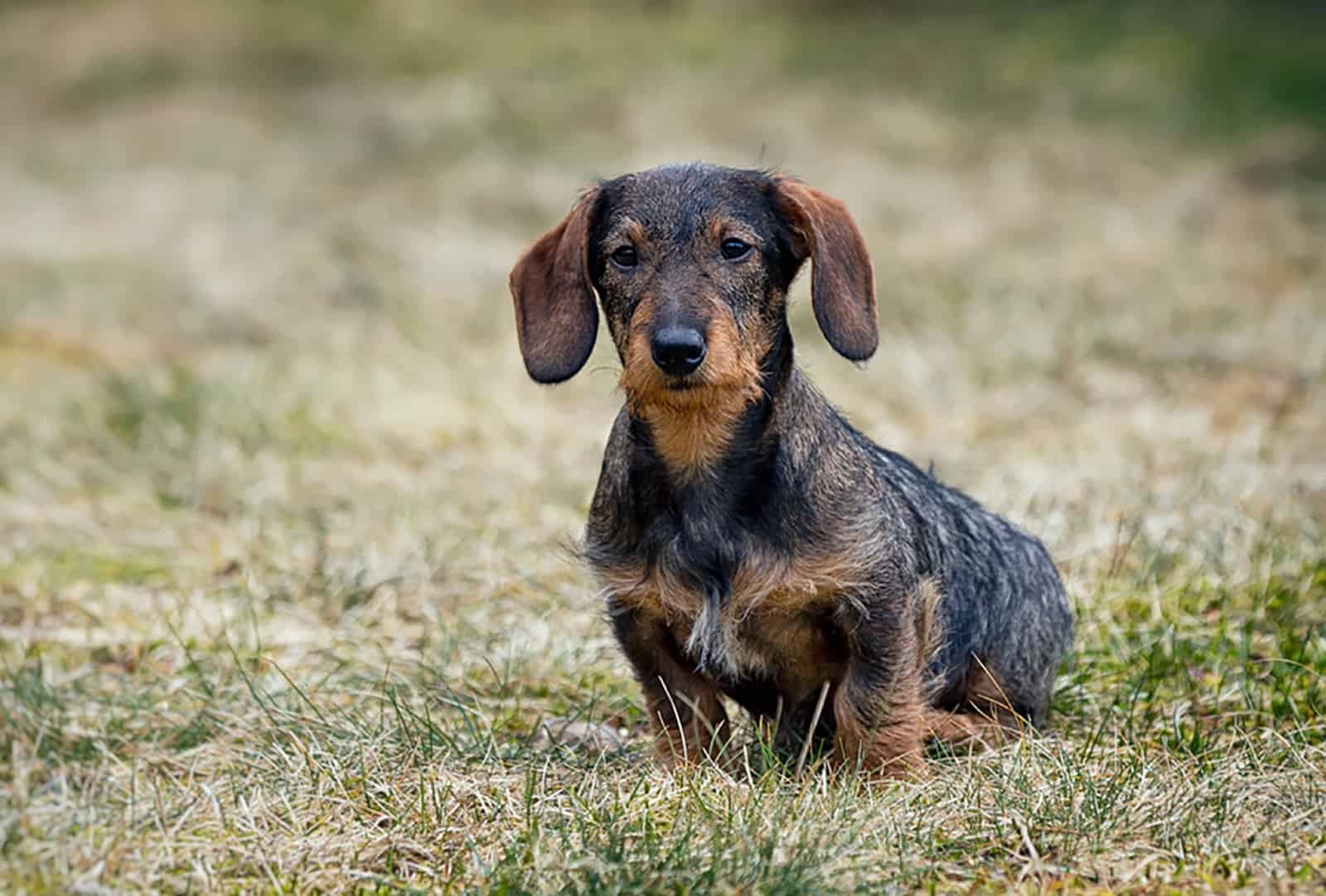 cute wire haired dachshund puppy sitting in the grass
