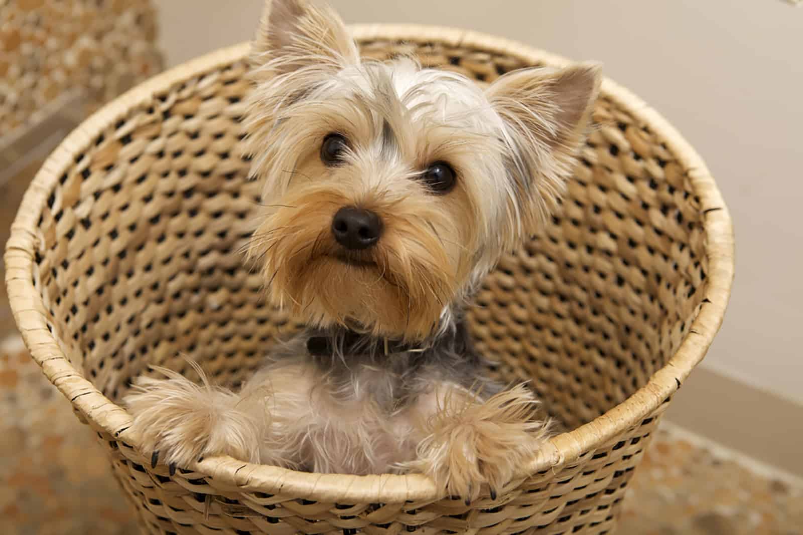 cute yorkie puppy in the basket