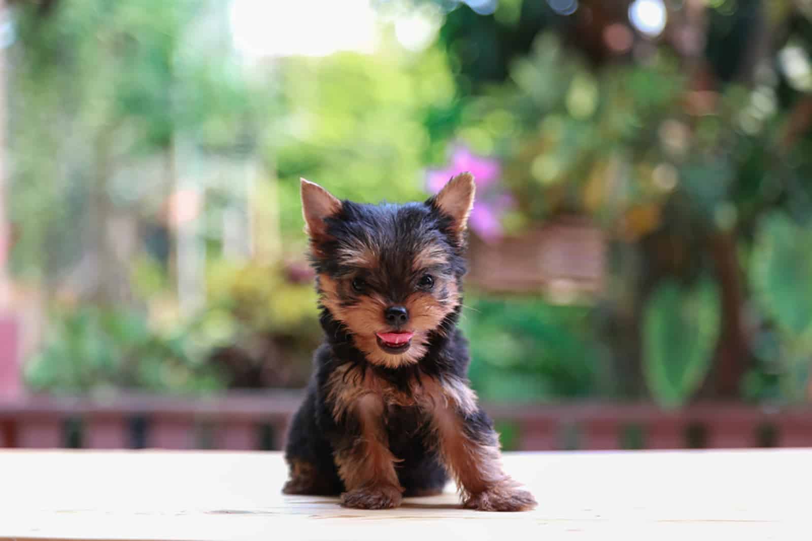 cute yorkie puppy sitting outdoors