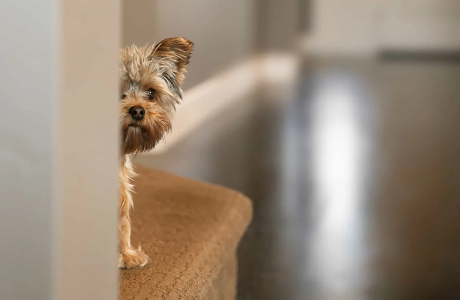 cute yorkshire terrier peeking from around a wall