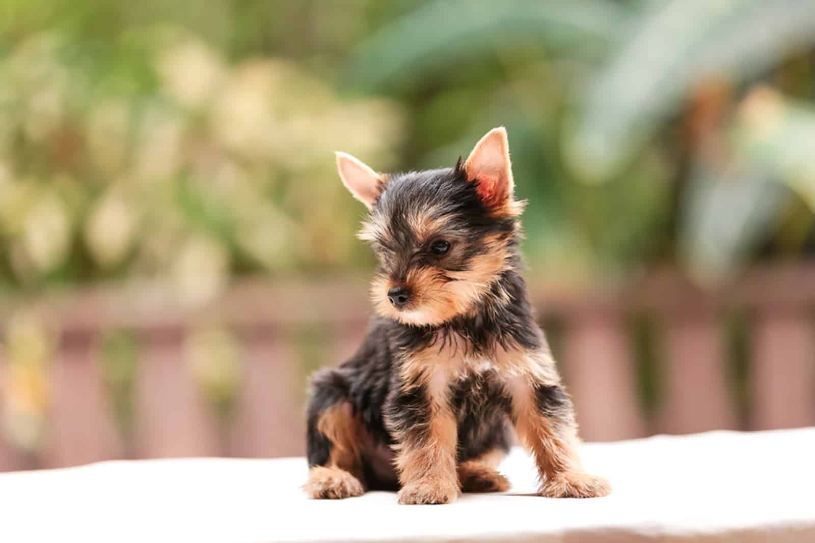 cute yorkshire terrier puppy sitting on the table outdoors