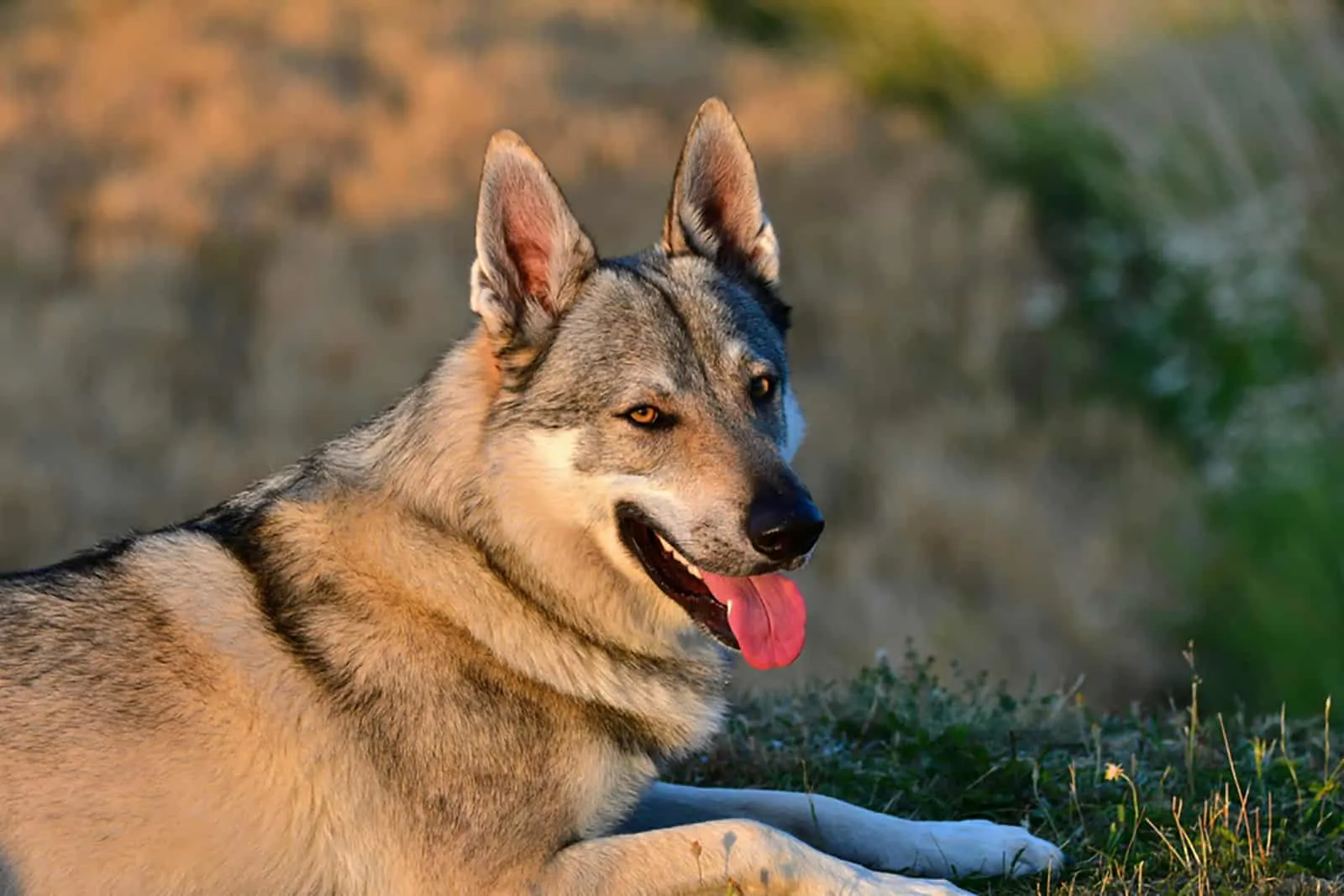 Czechoslovakian Wolfdog in nature